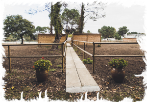 cheval landes 022
