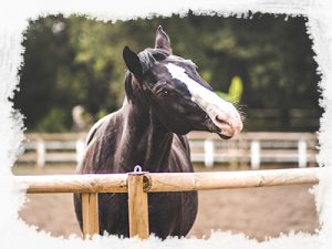 pension-chevaux-landes