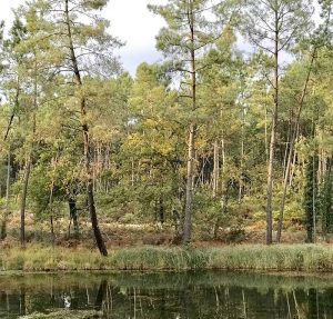 foret-05