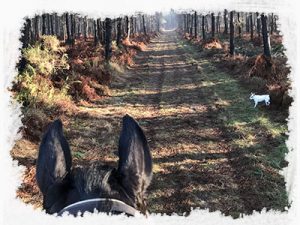 chemin-forestie