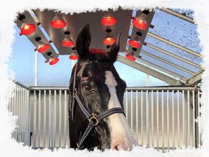 cheval-022