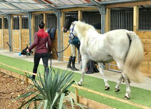 cheval-balade-02
