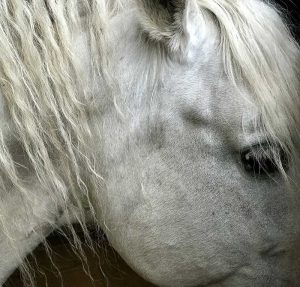cheval-mai-01